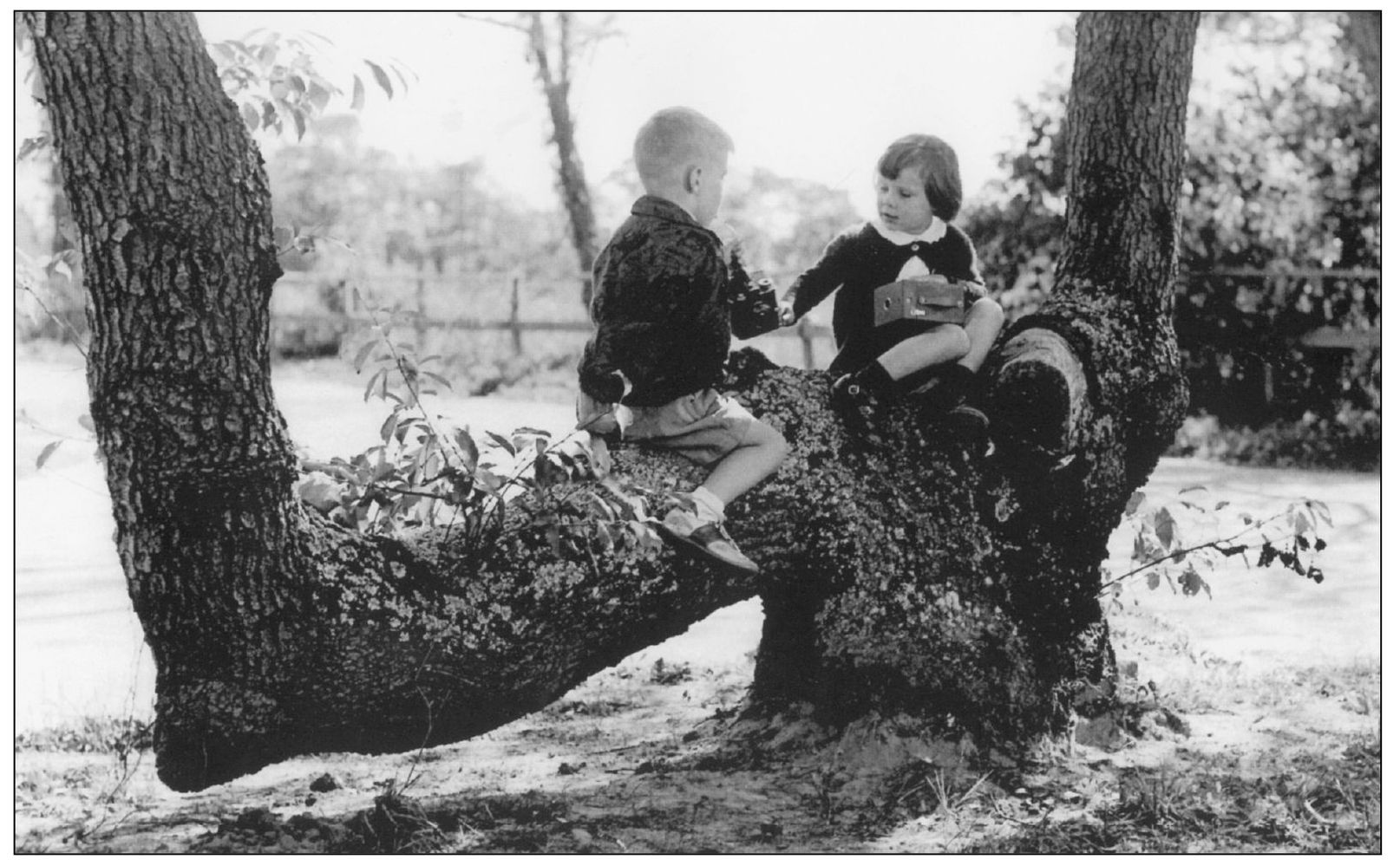 LOP TREES Early farmers often planted lop trees a type of oak with trunks - photo 5