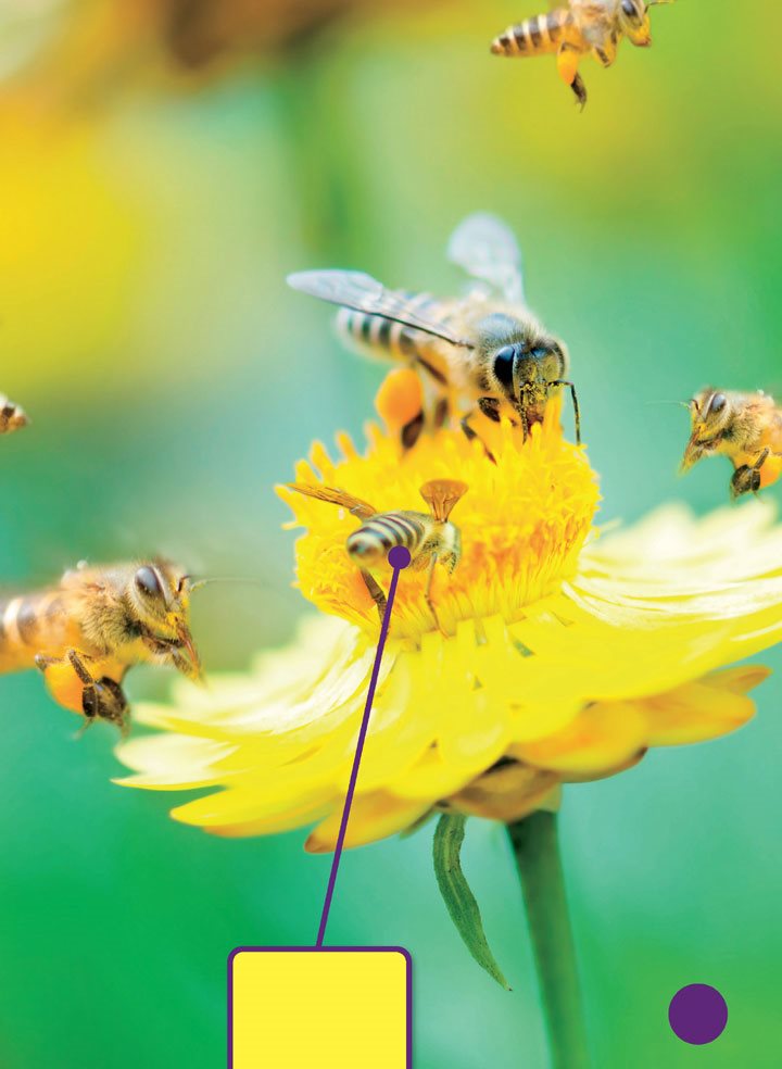 Flowers make seeds Pollination is the first step in making seeds Bees aid - photo 5