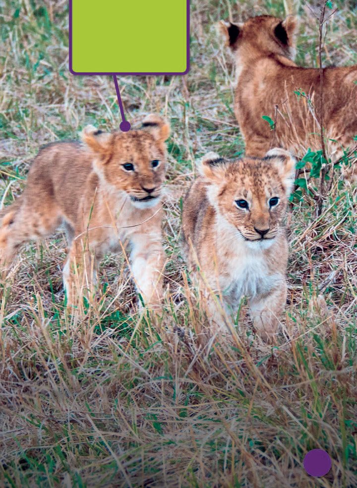 Cubs join the pride when they are old enough When the cubs are about - photo 13