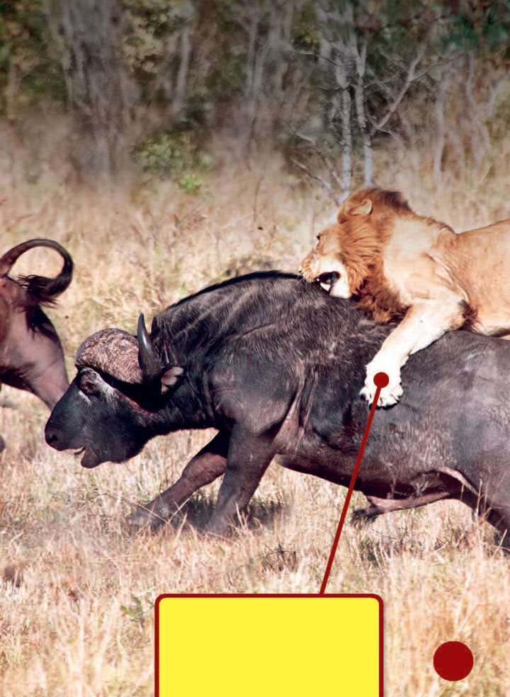 Lions hunt at night alone or in groups Usually the females hunt but - photo 19