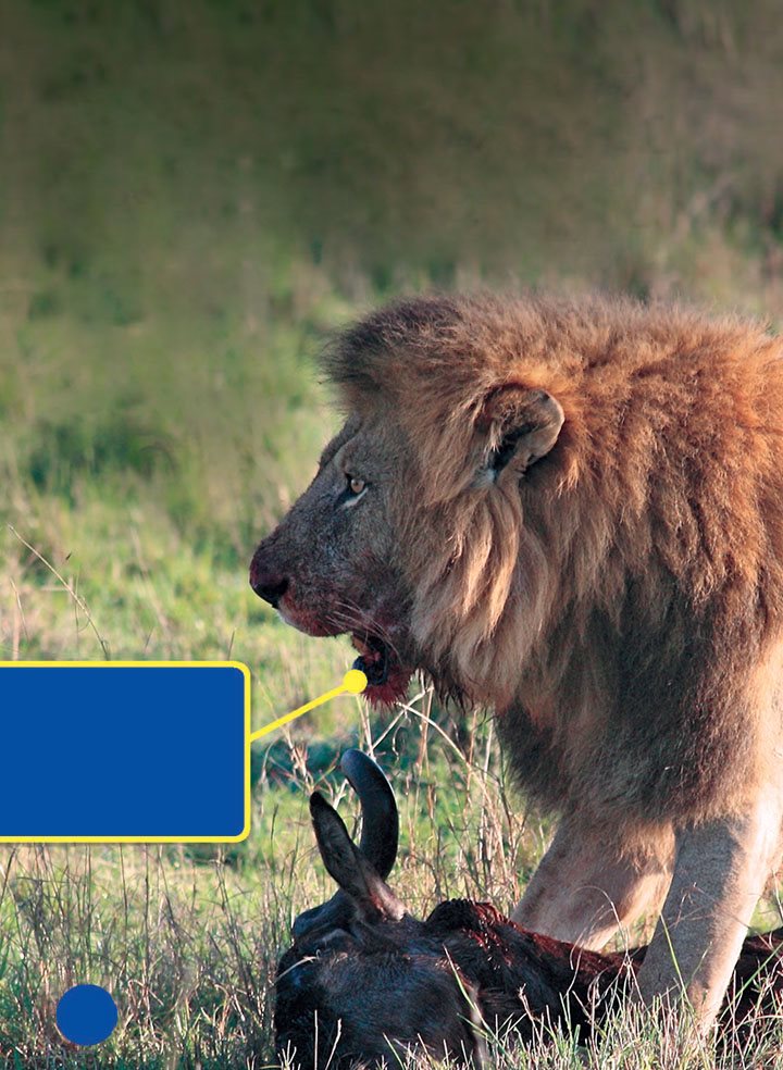 When an animal is caught the lions in the pride share the meal The male - photo 20