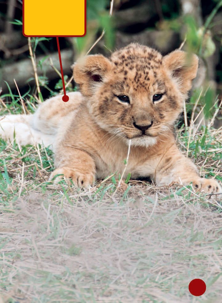 Newborn cubs grow quickly Each newborn cub weighs about pounds 1 - photo 5