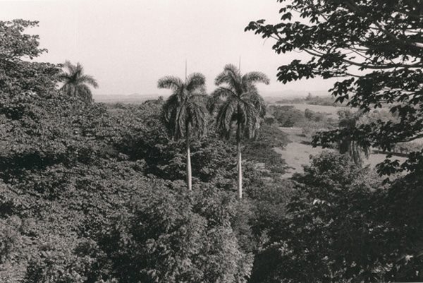 Royal palms in Granma Province DURING THIRTY-SEVEN YEARS OF EXILE and - photo 4