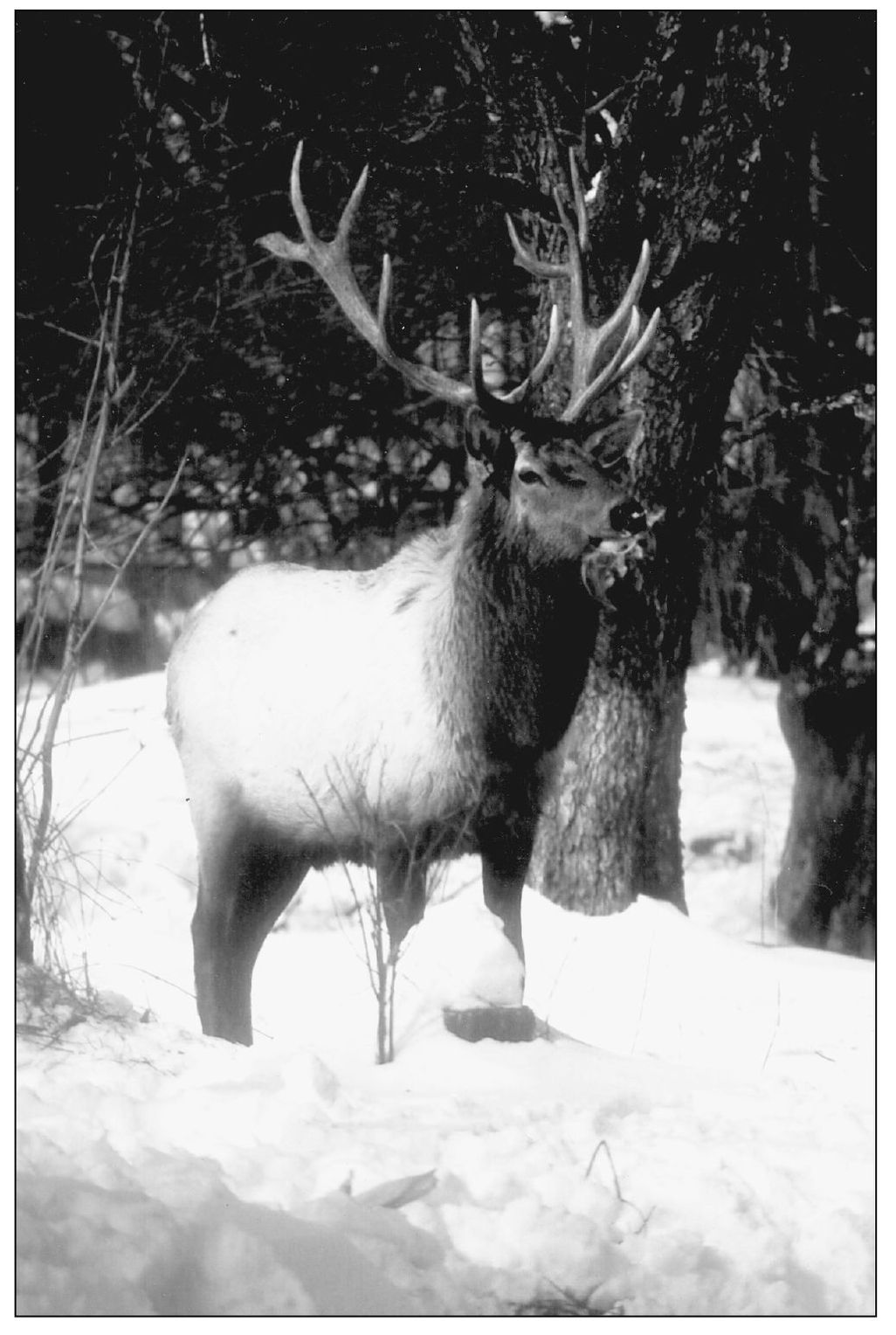 The majestic elk is the namesake and symbol of Elk County After the original - photo 3