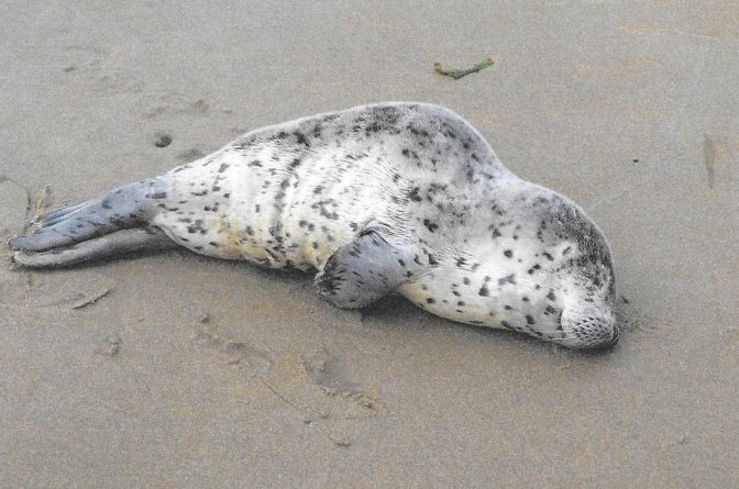 Baby seal sleeping while mommas out fishing Our Animal Family Rose and - photo 5