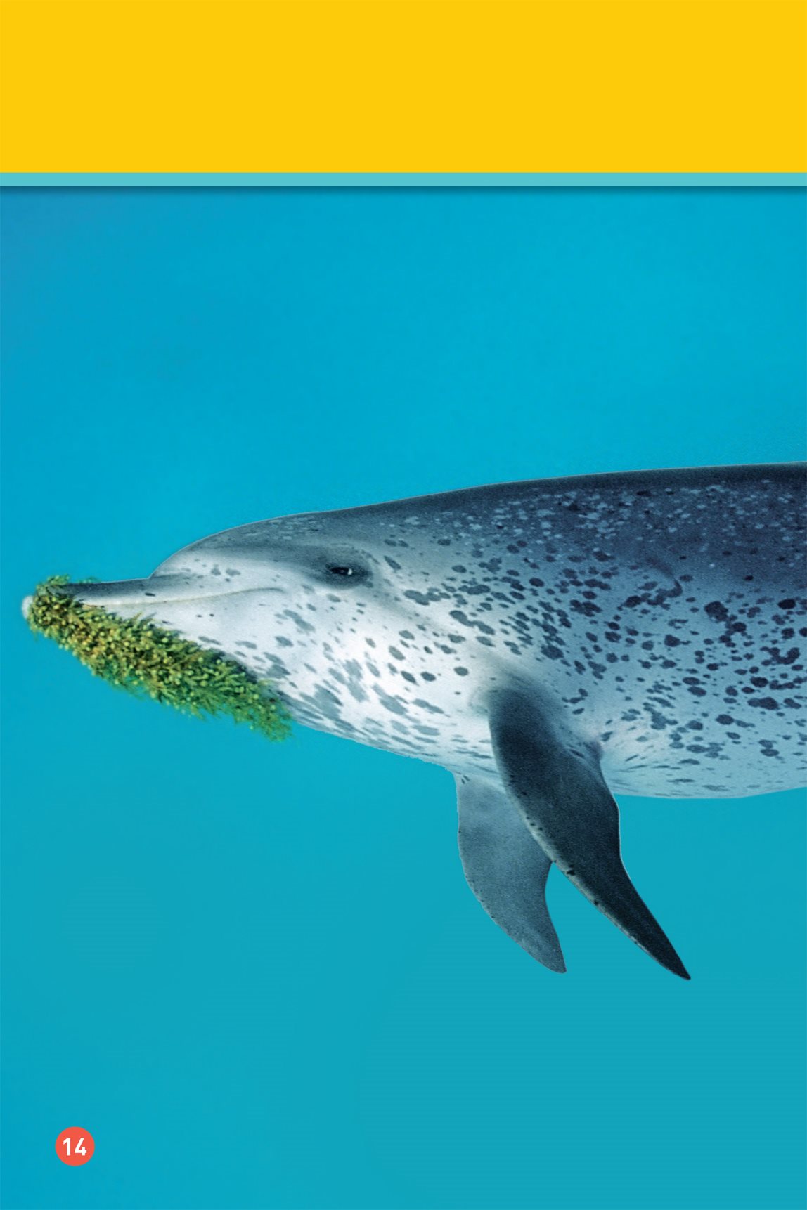 Dolphins like to play with things they find in the water This dolphin - photo 16