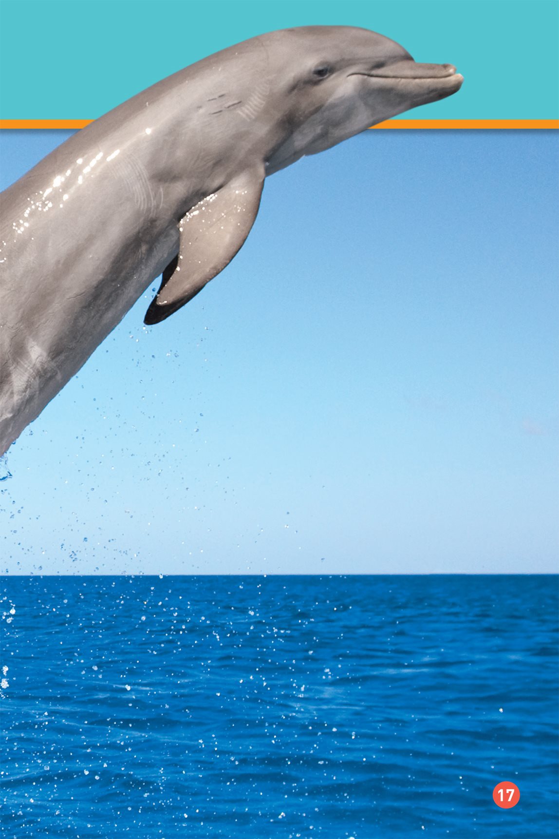 A dolphin gets air through its blowhole Then it dives back down into the - photo 19