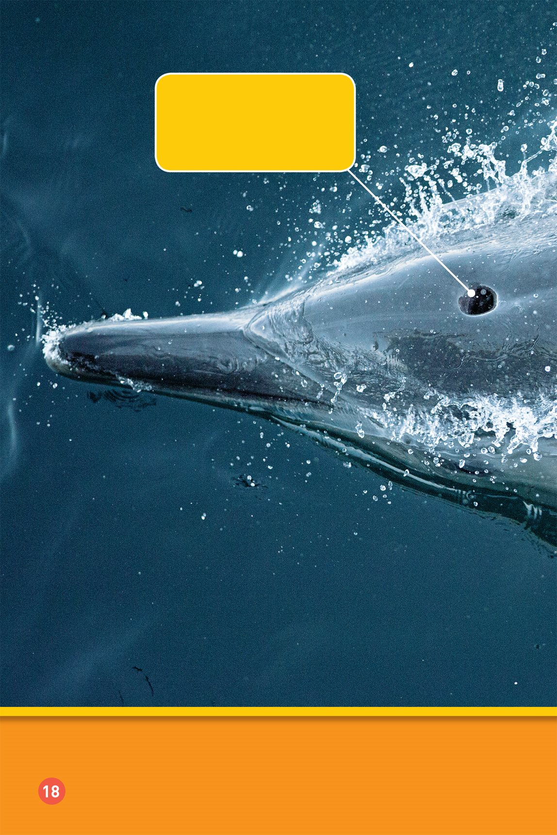 A dolphin gets air through its blowhole Then it dives back down into the - photo 20