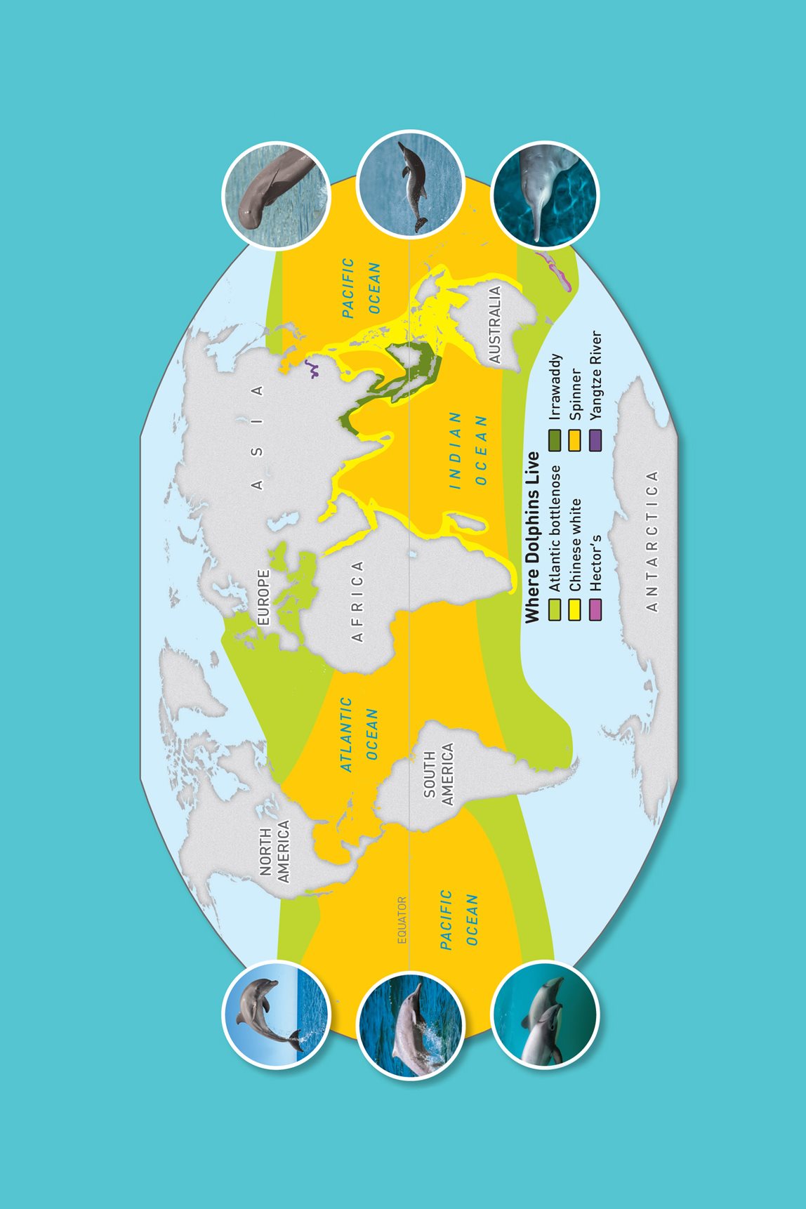 Dolphin Habitat Map Dolphins live in oceans and rivers around the world - photo 24