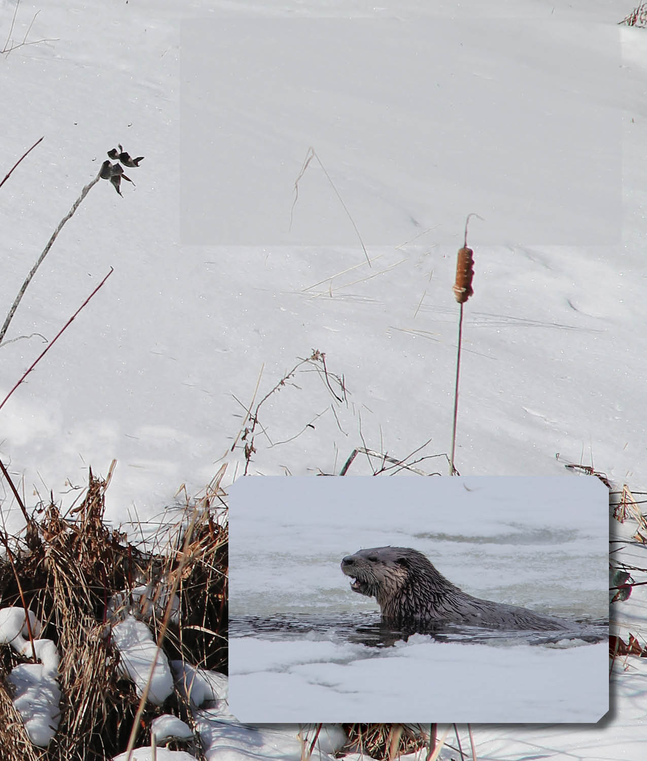 Do you like to go sledding River otters do too They lie down on their - photo 13