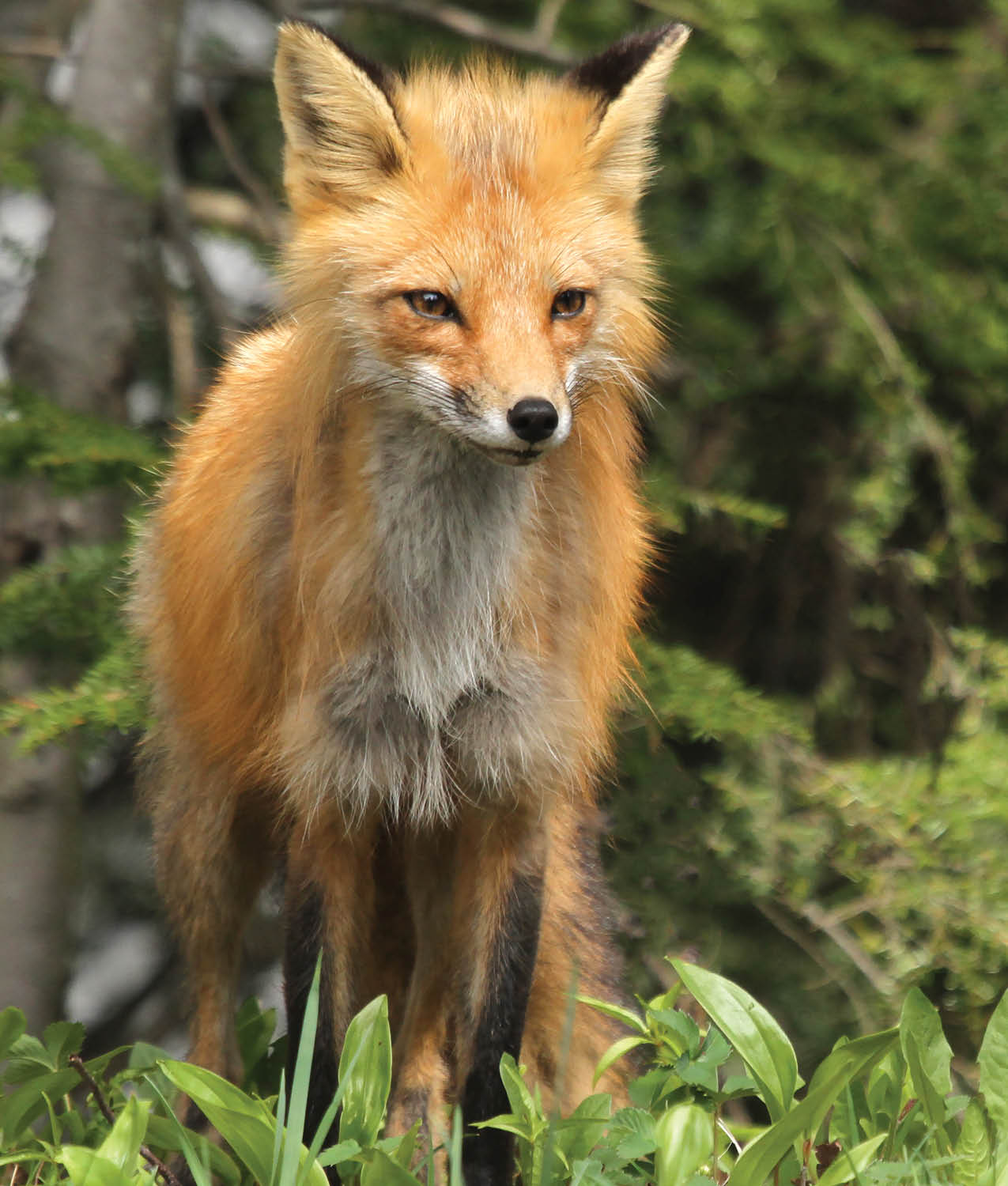 Many animals have their own area or territory where they find food to eat and - photo 18