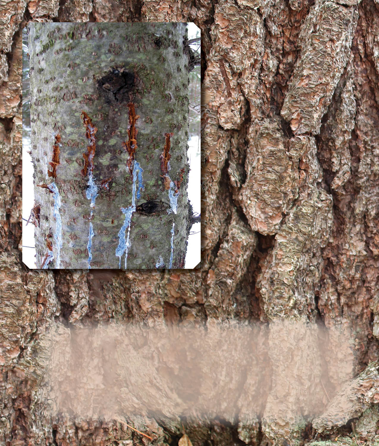 Black bears mark their territory by scratching rubbing climbing on and - photo 20