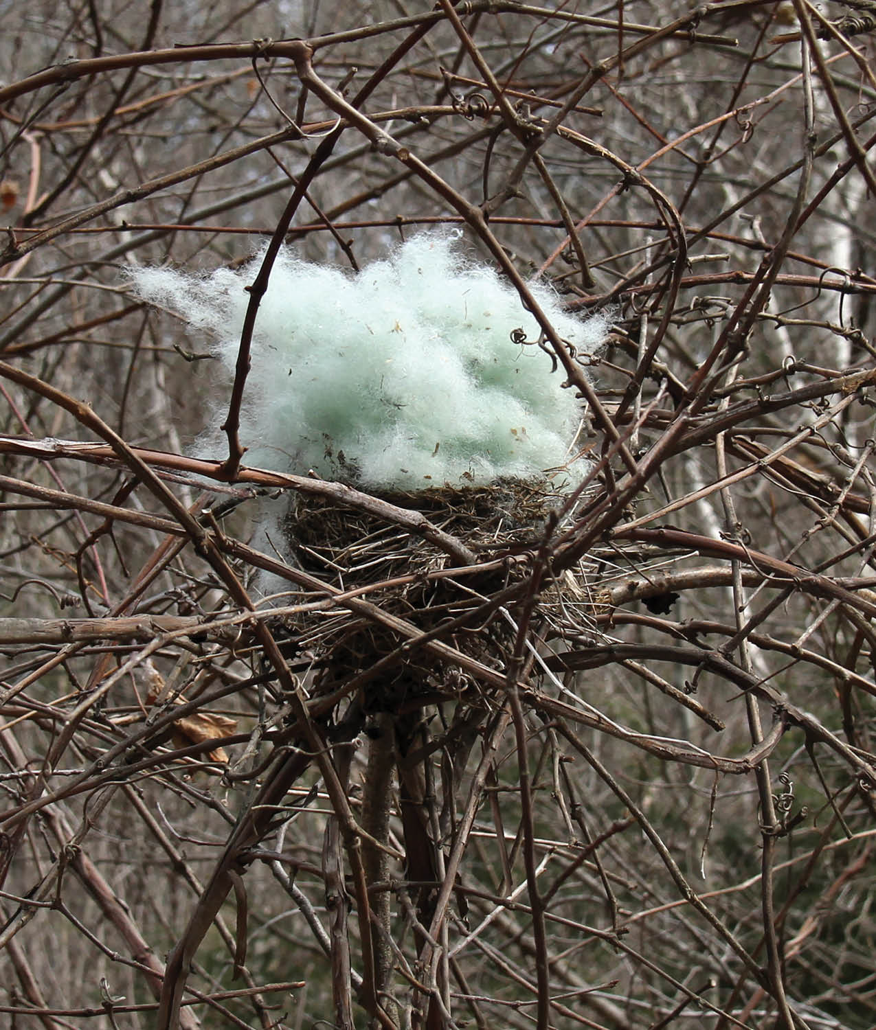 Most birds raising a family only use their nest one time By the end of the - photo 26