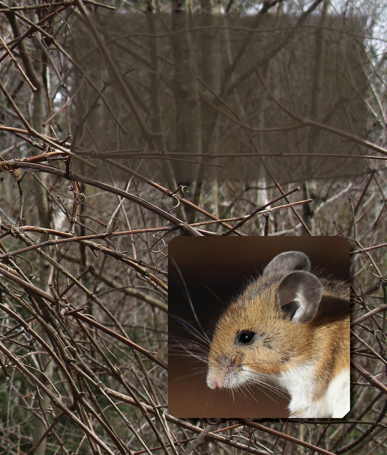 Most birds raising a family only use their nest one time By the end of the - photo 27