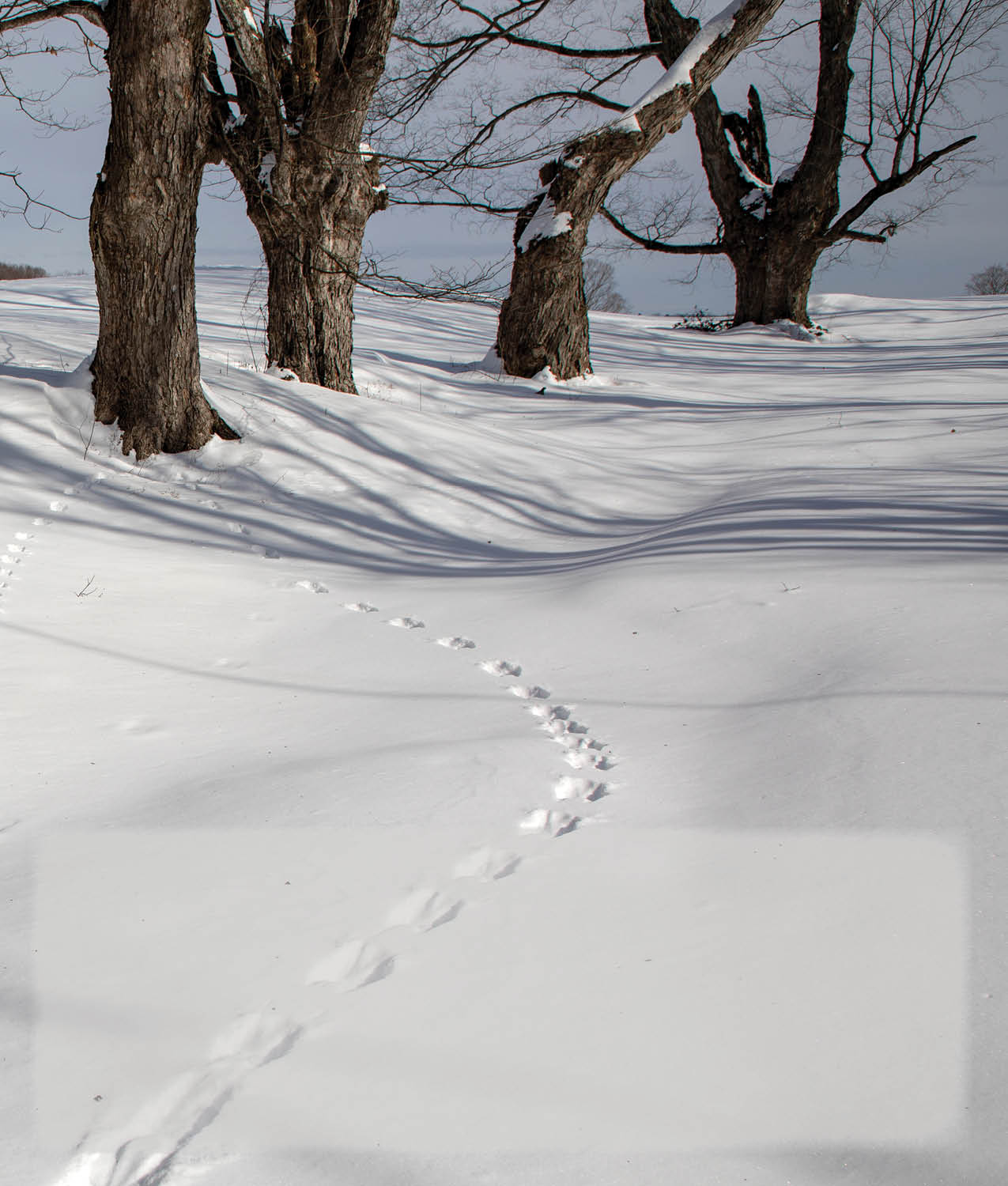 When an animal walks in dirt sand mud or snow they leave tracks or - photo 7