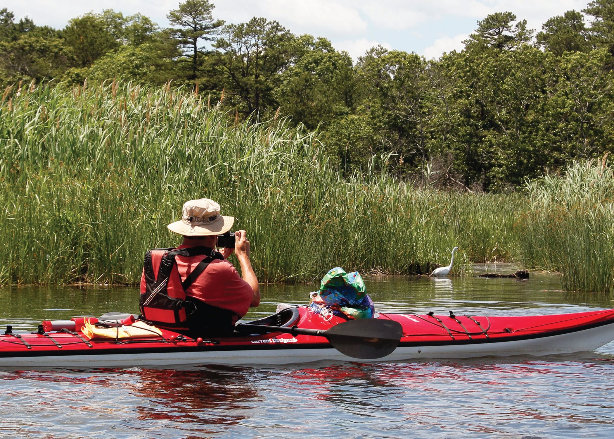 Author taking a photo of an egret along the Carmans River Brookhaven NY - photo 7