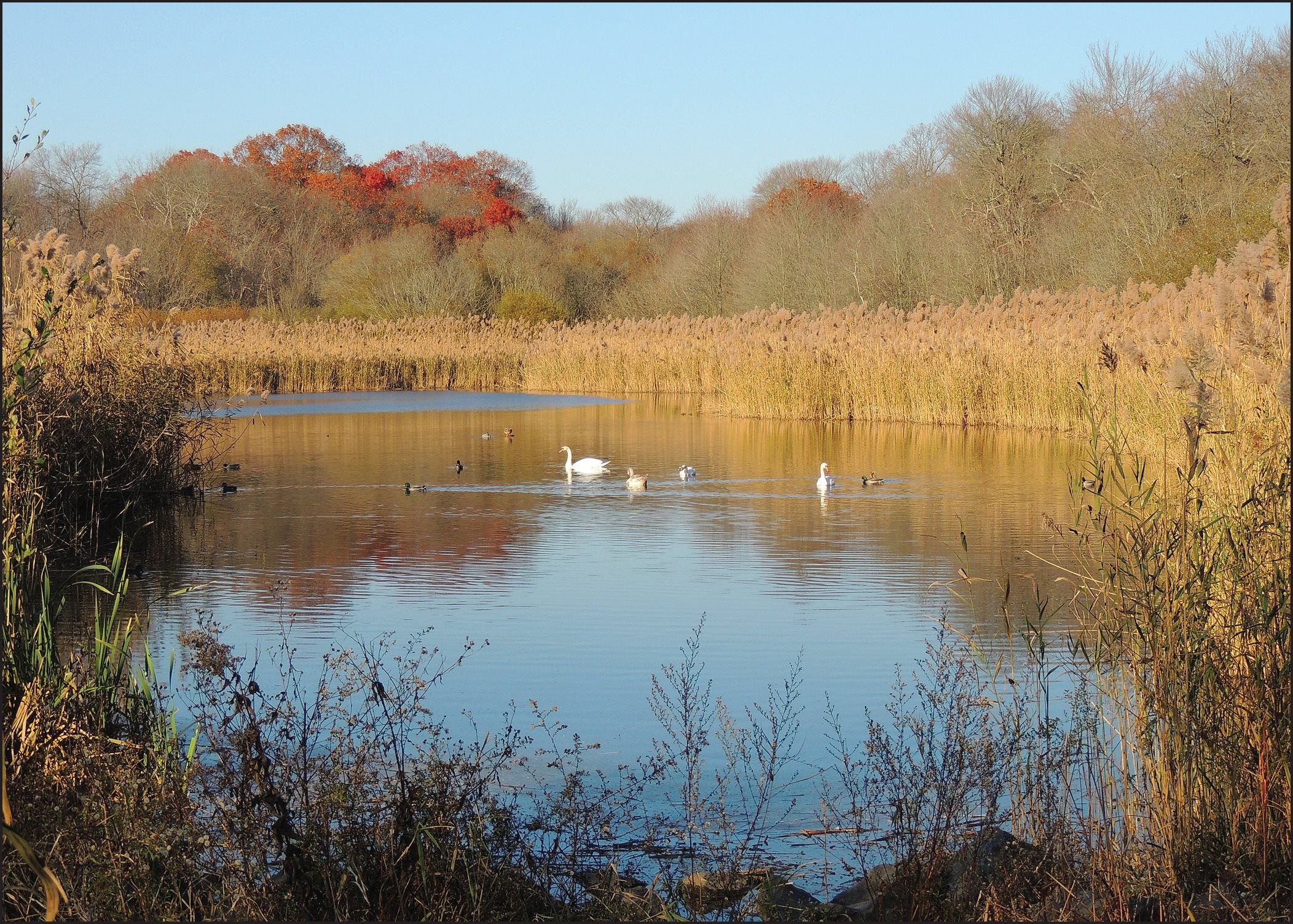 View of pond at Massapequa Preserve Massapequa NY This book is dedicated to - photo 4