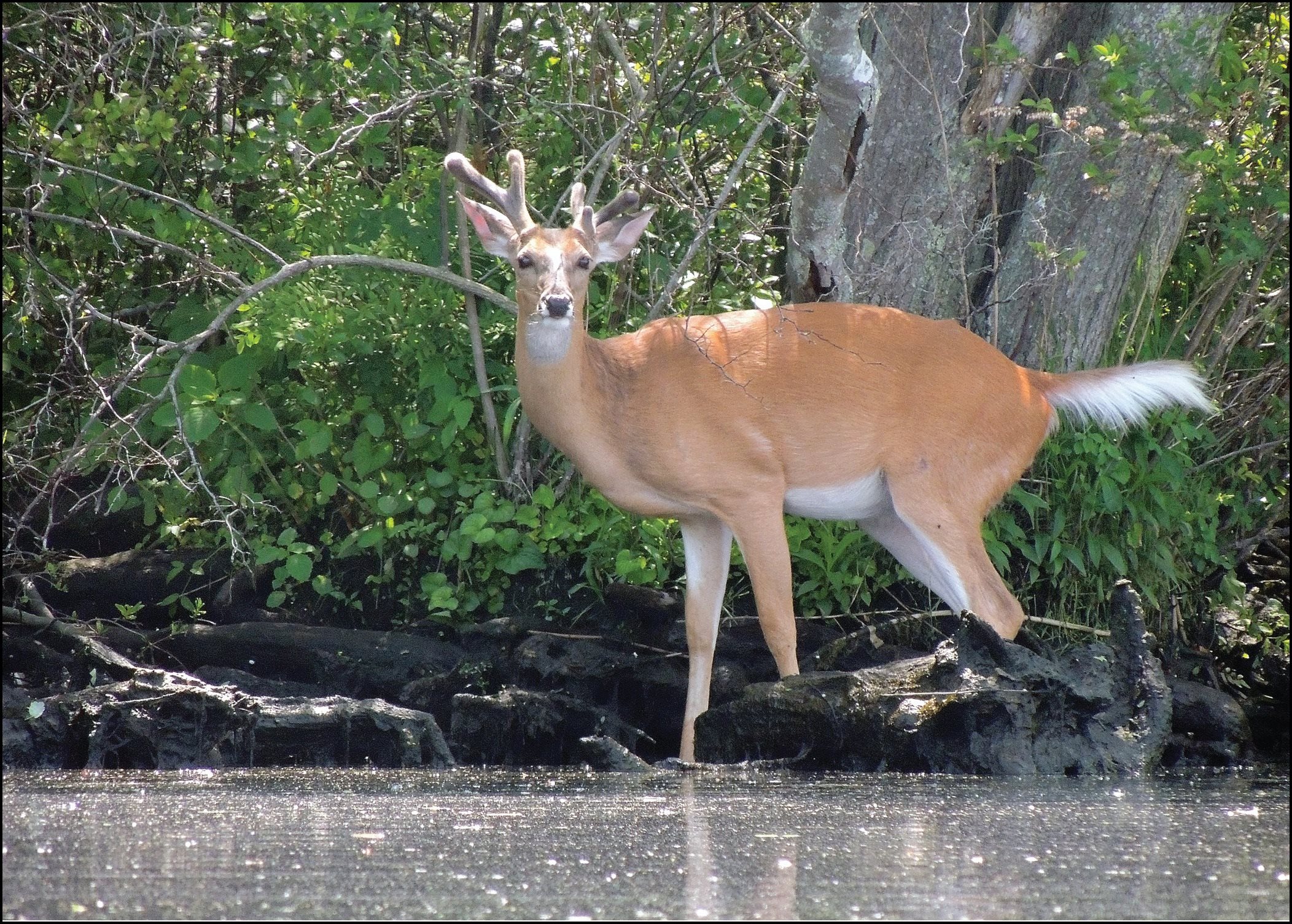 White-tailed deer at the shore of the Carmans River Brookhaven NY Table of - photo 5