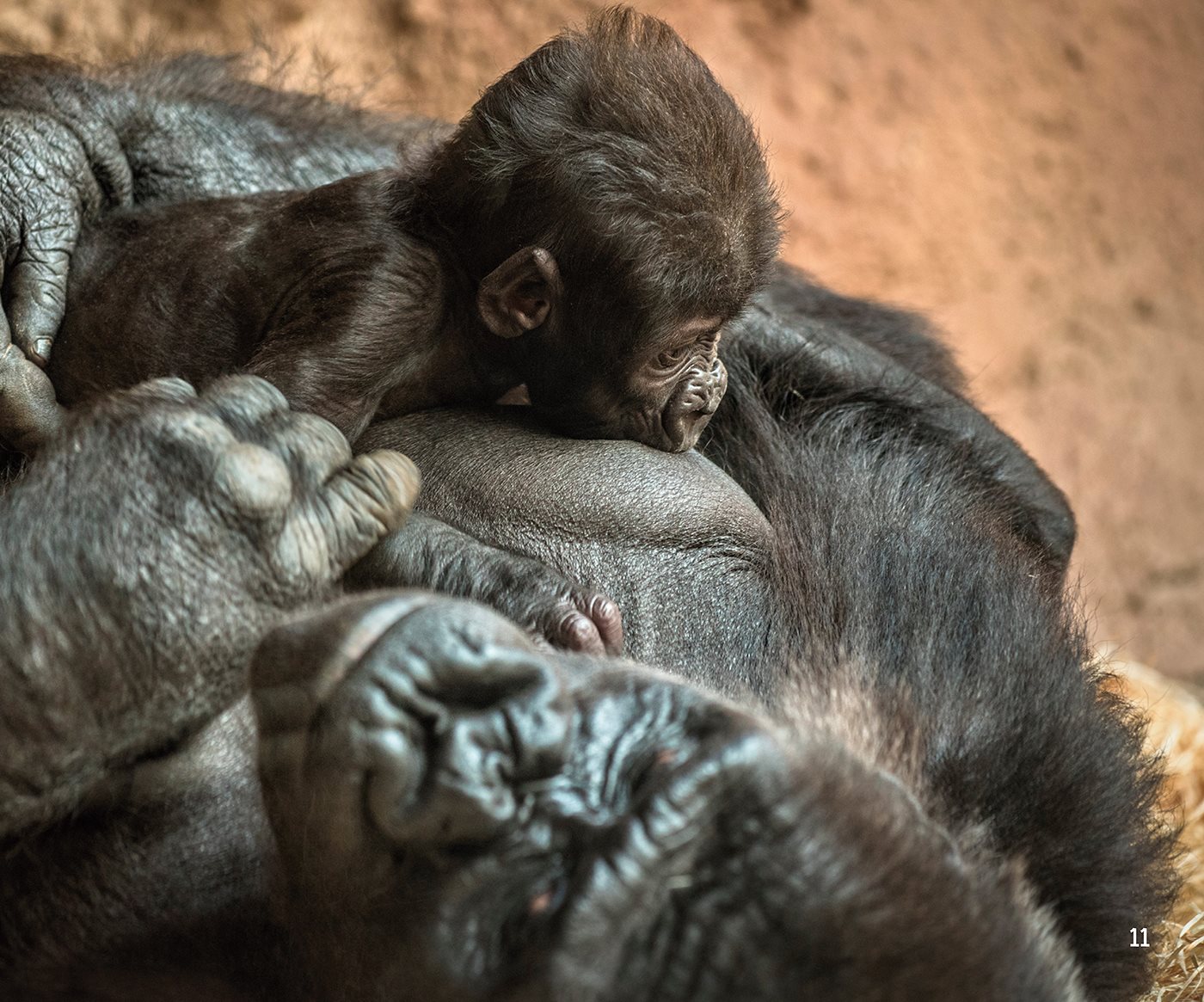 Infants sometimes ride on the backs of their mothers Grow - photo 12