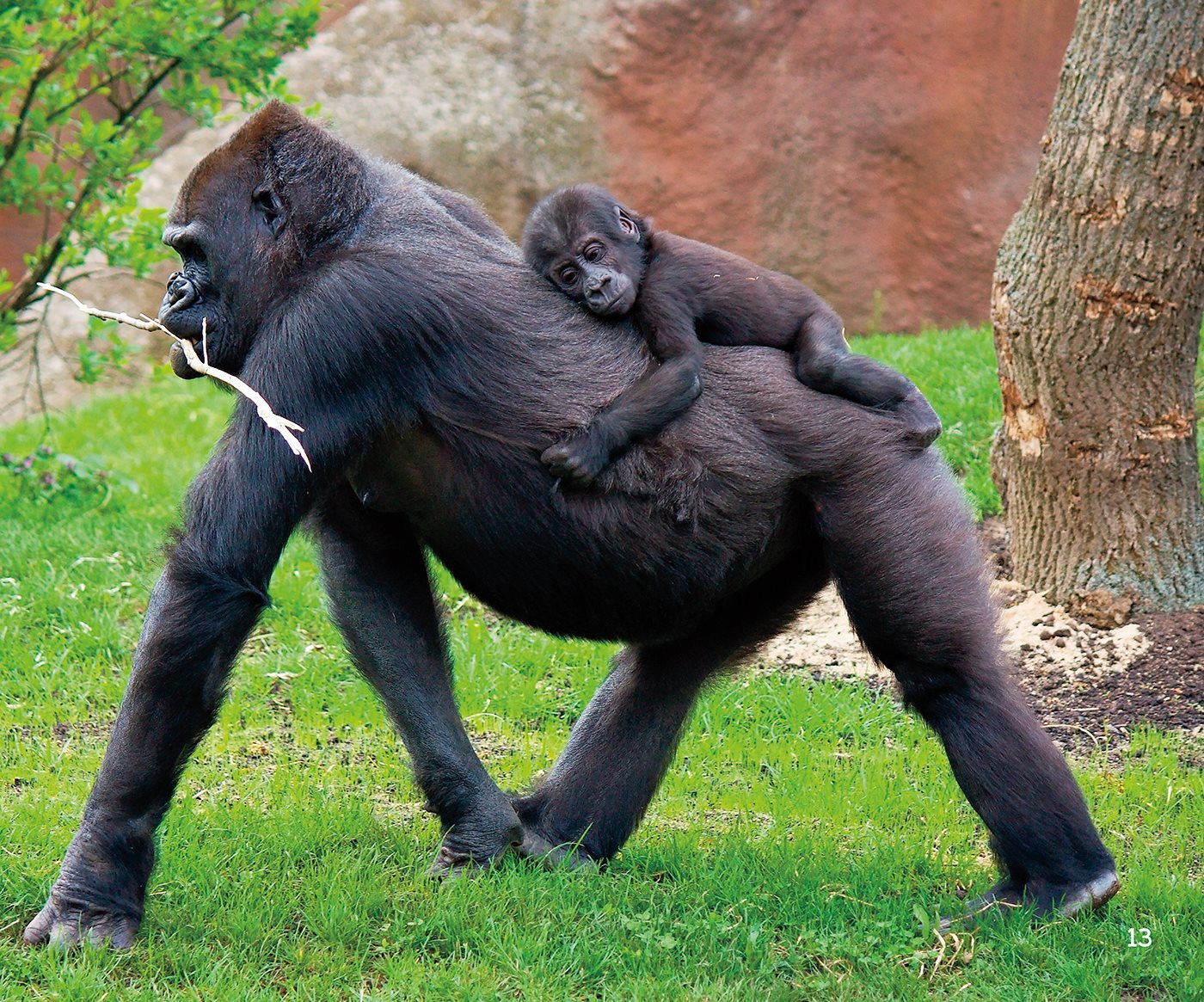 Growing Up Infants grow and become young gorillas Young gorillas play - photo 14