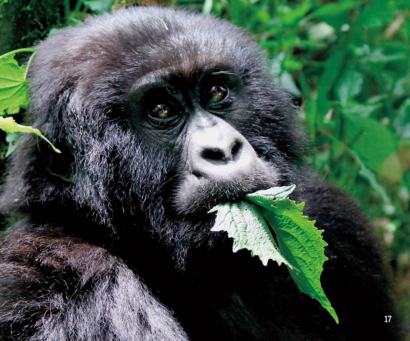 Young gorillas leave the troop after about eight years Then they live - photo 18