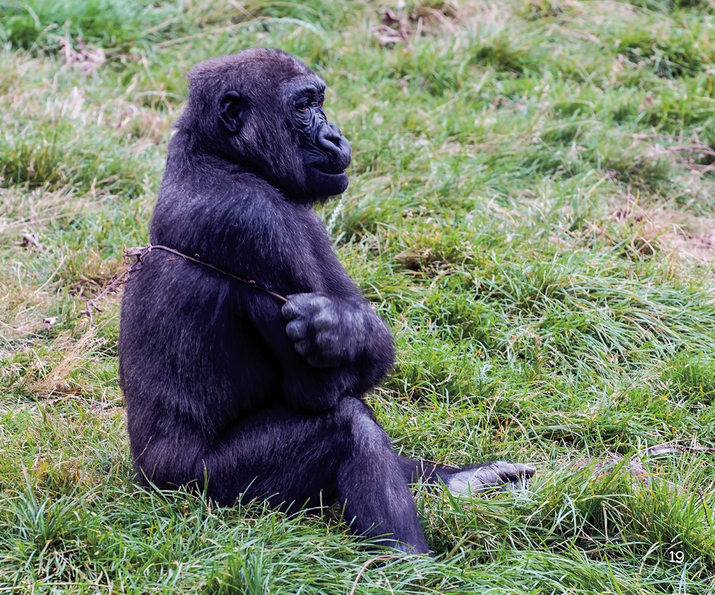 Watch Gorillas Grow birth adult after about ten years - photo 20