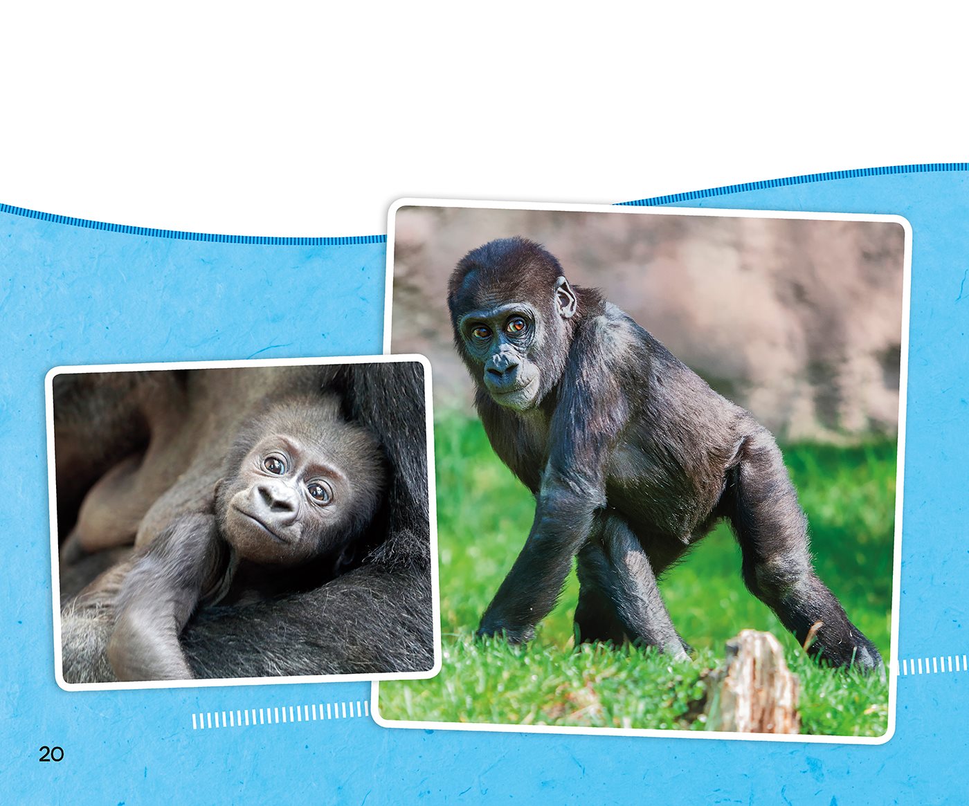 Watch Gorillas Grow birth adult after about ten years Glossary - photo 21