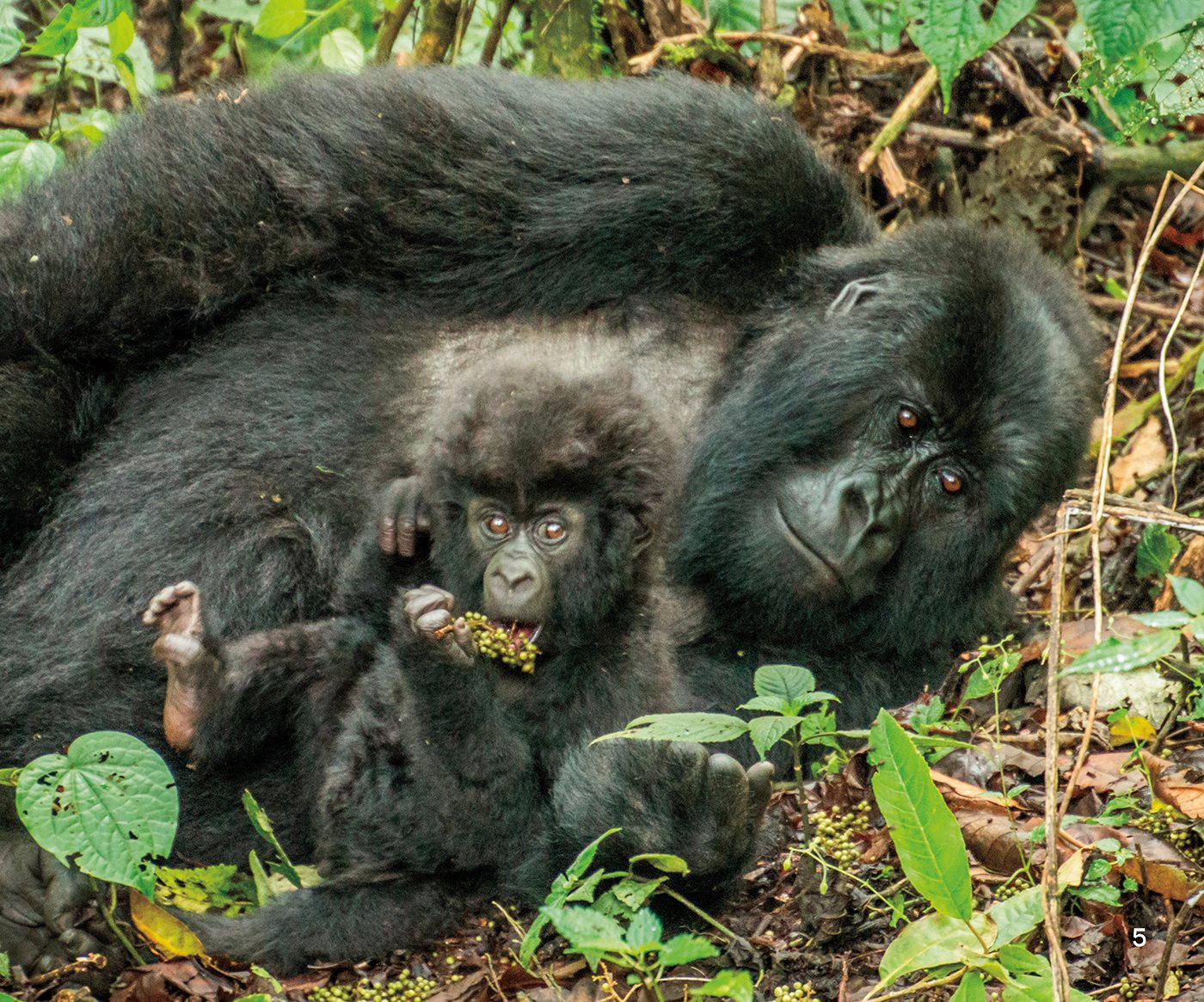 Gorillas live in family groups called A male gorilla is a A silverback - photo 6