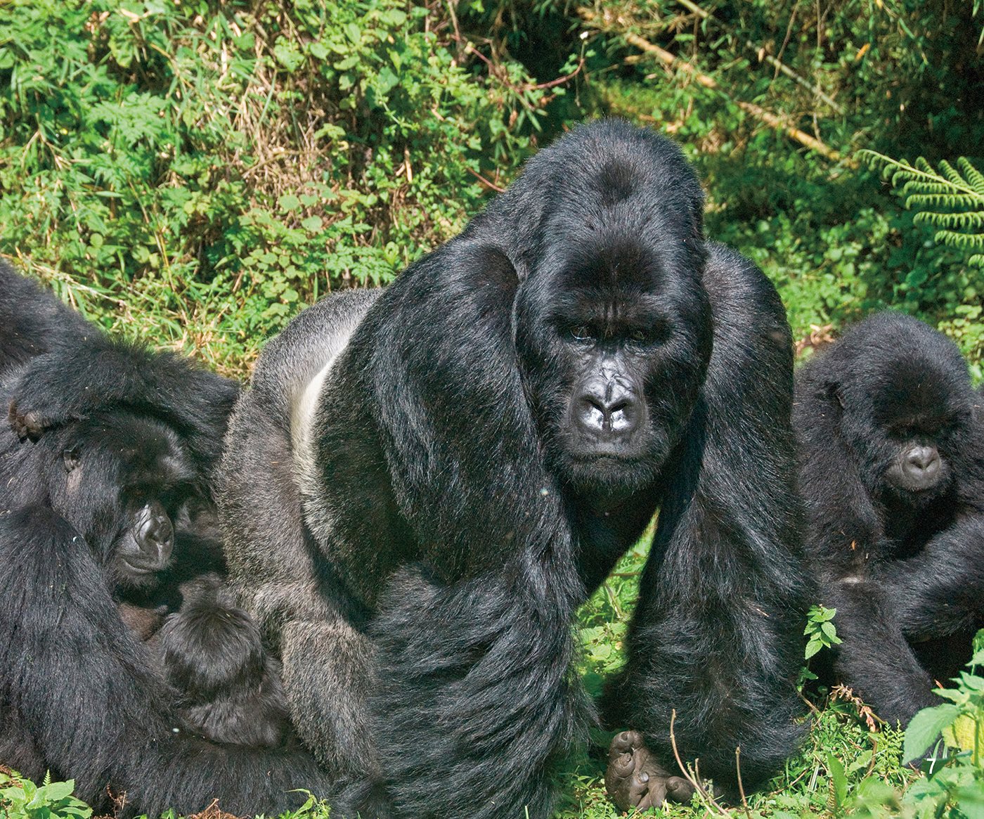 The Infant A female gorilla usually gives birth to one infant - photo 8