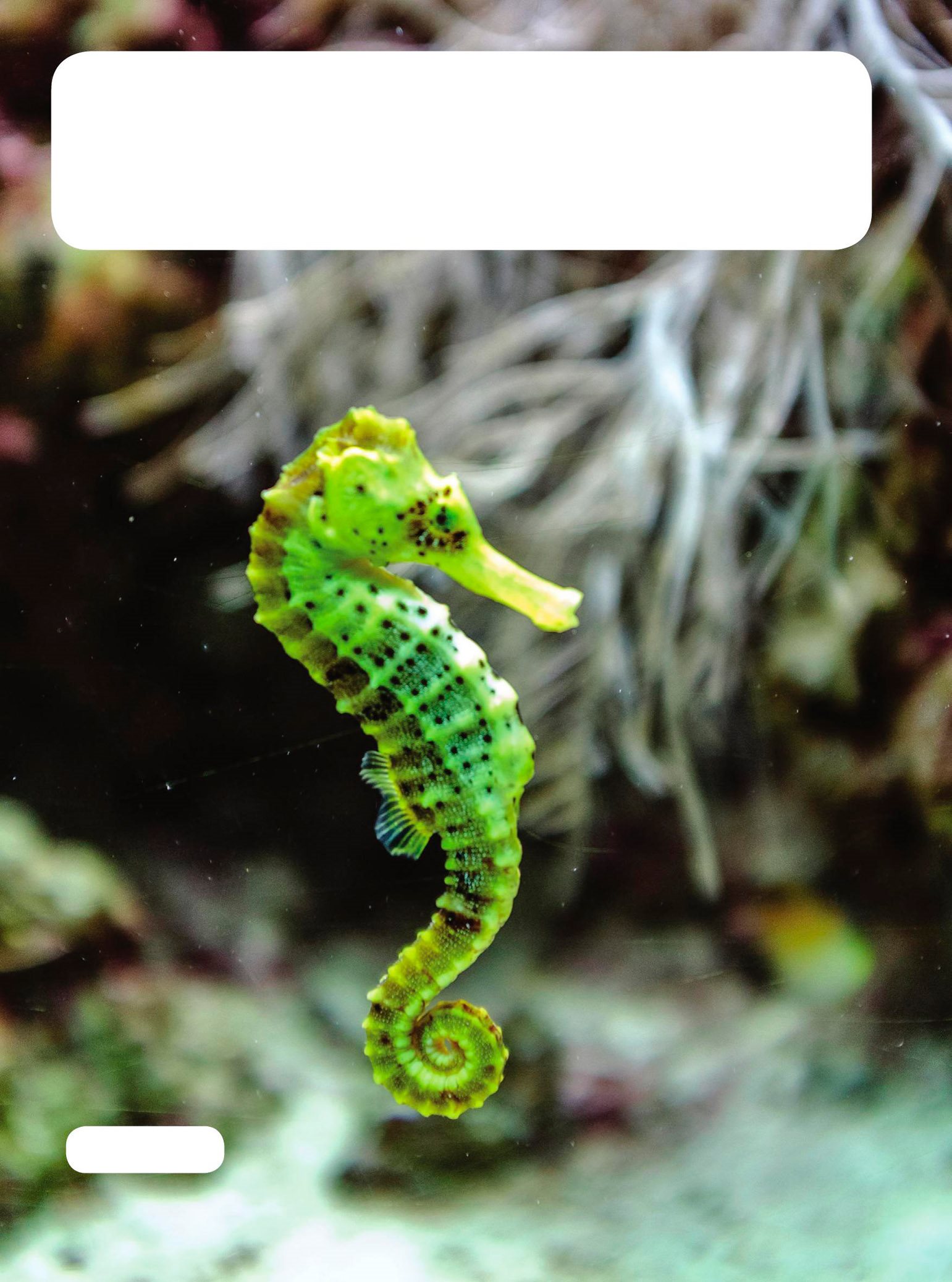 seahorse Many other animals live in on or around the coral reef A - photo 14