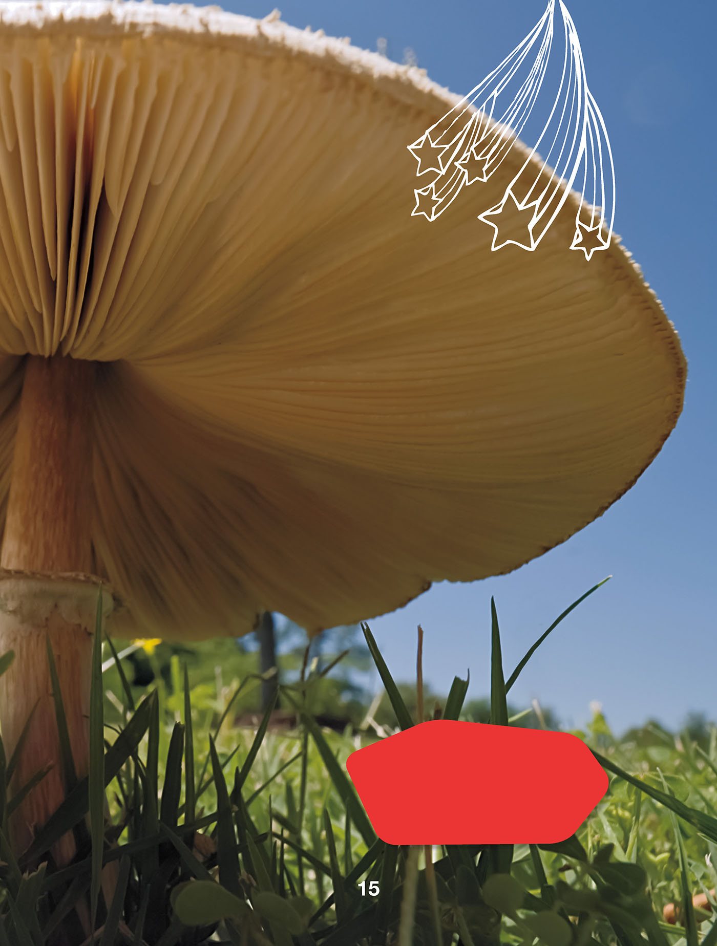 A mushroom is a type of fungus Chapter Rumbling Giant Earth is active - photo 16