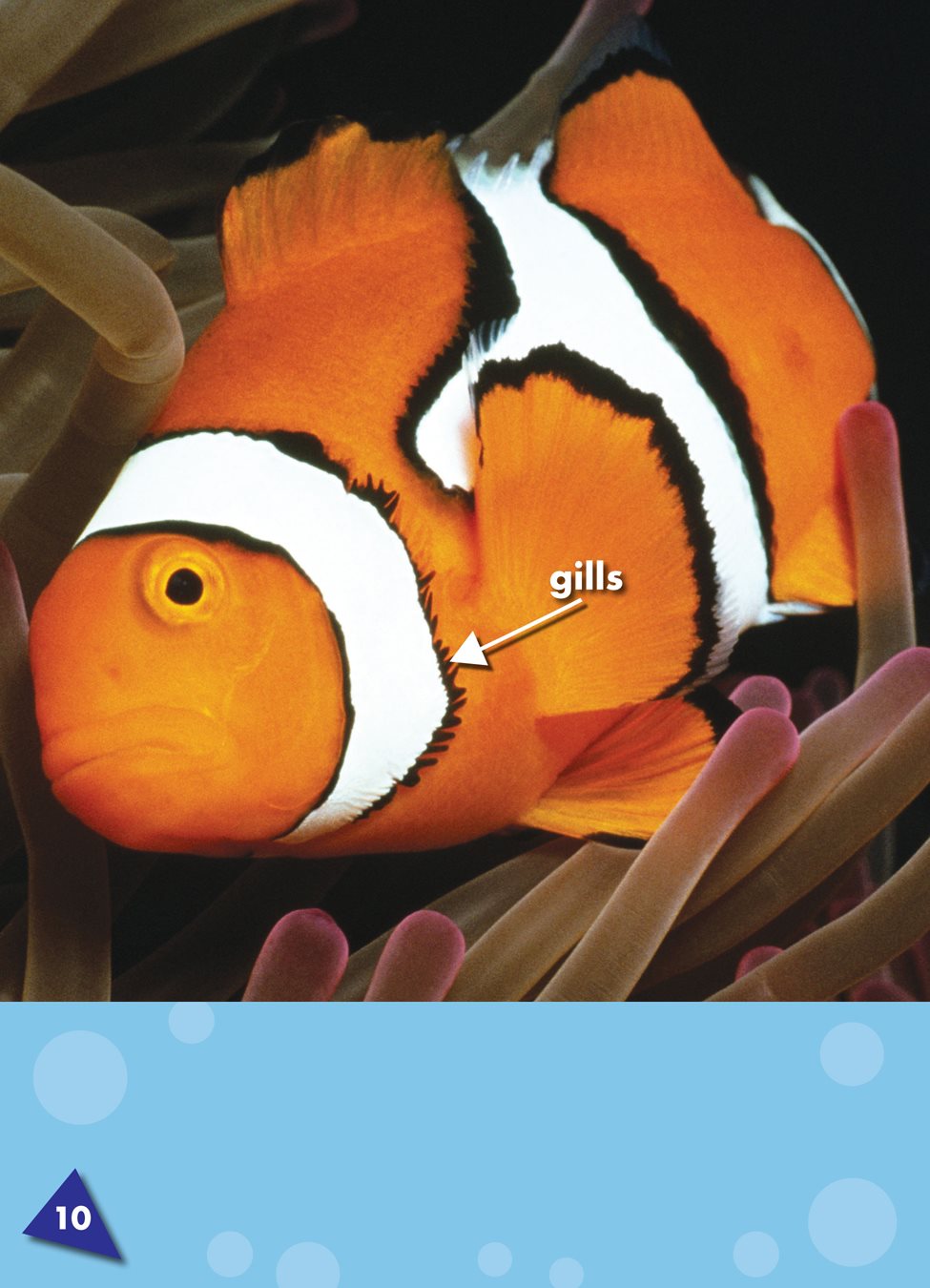 Clown fish have gills slits near the mouth that a fish uses to breathe the - photo 11