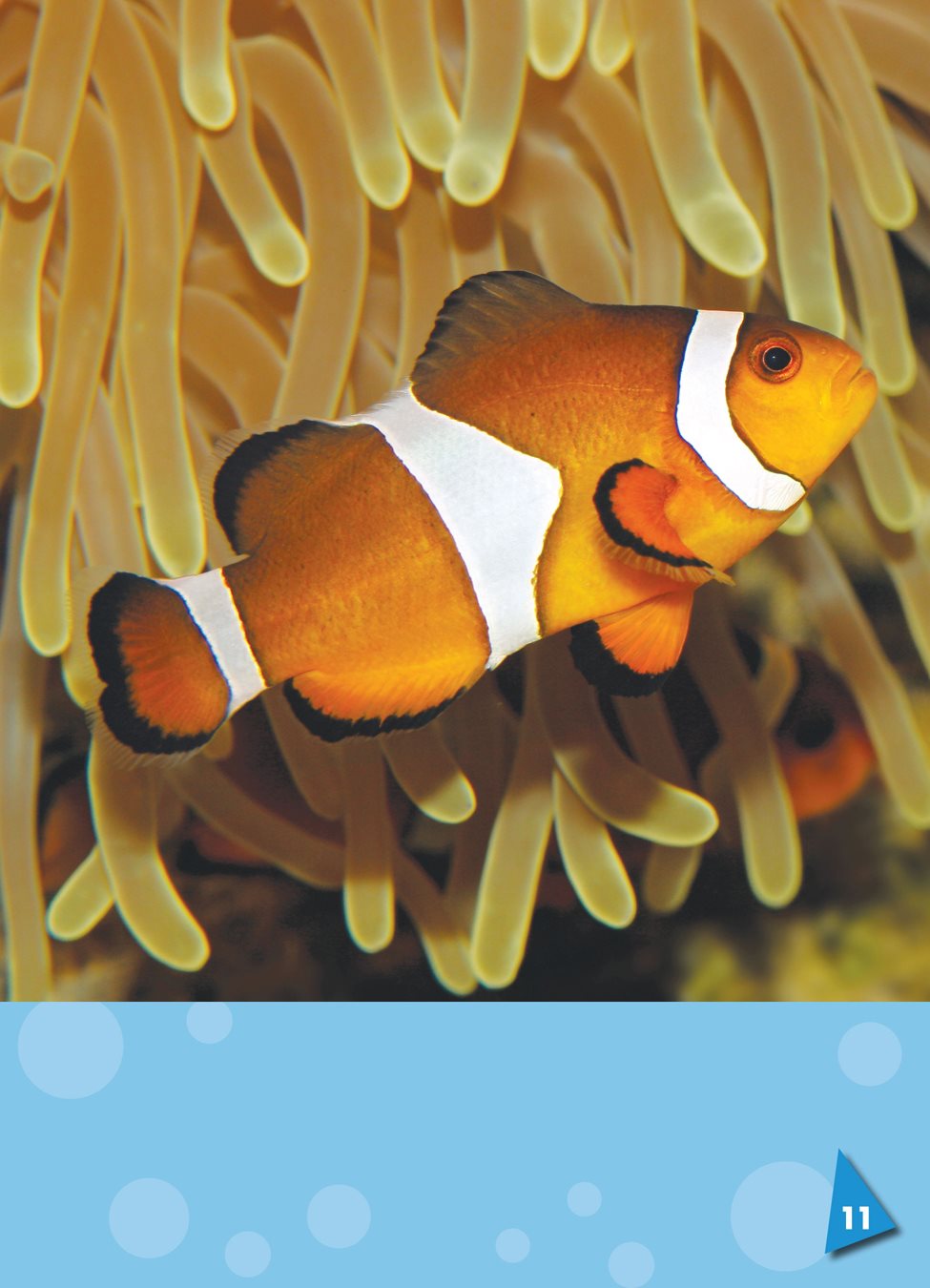 Clown fish have scales hard plates that cover the body of a fish covering - photo 13