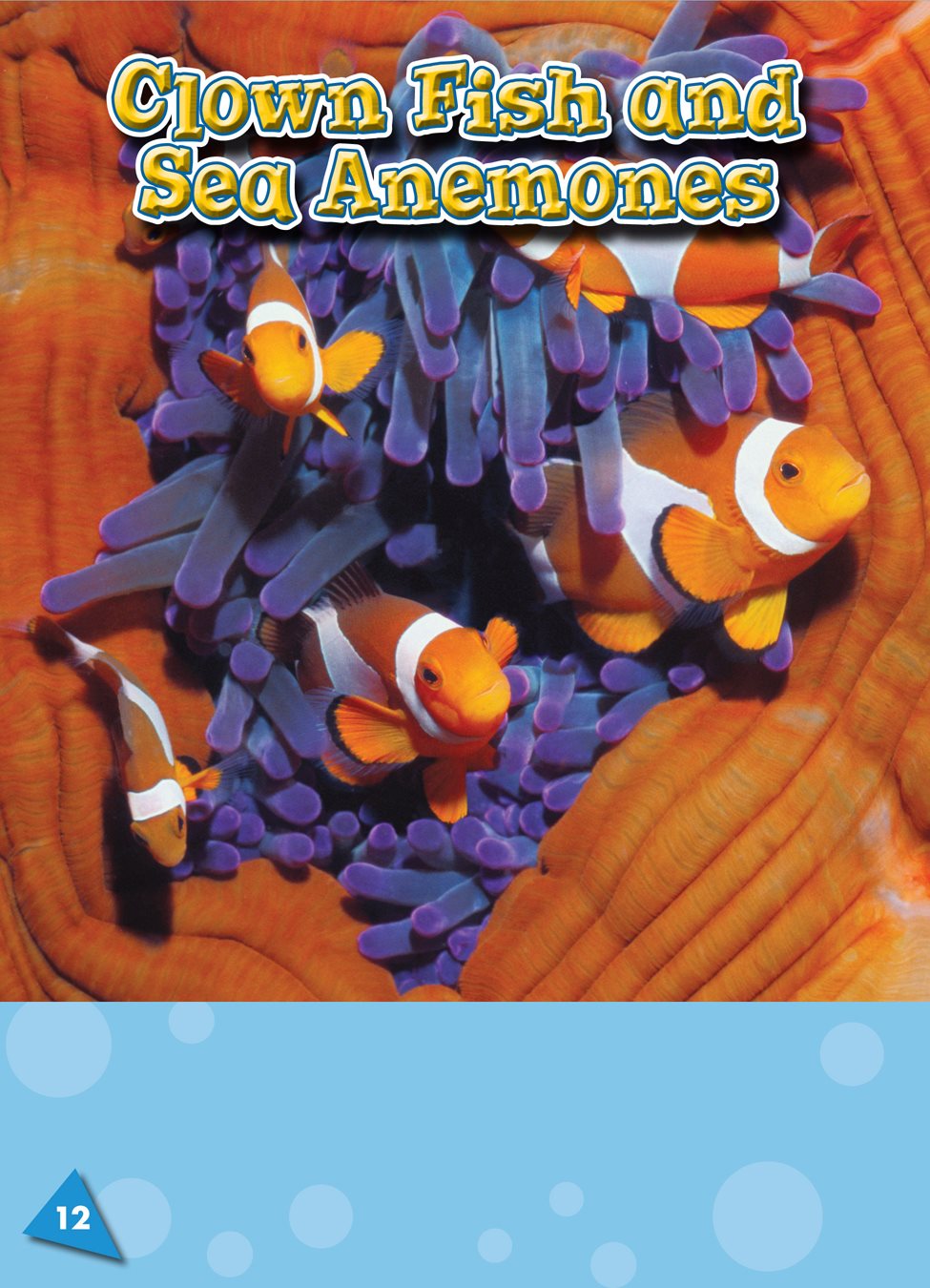 Clown fish live with sea anemone an ocean animal with a body shaped like a - photo 15