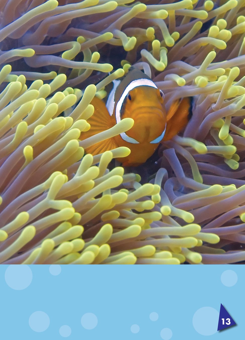 Sea anemones have long tentacles the arms of some ocean animals that are - photo 17