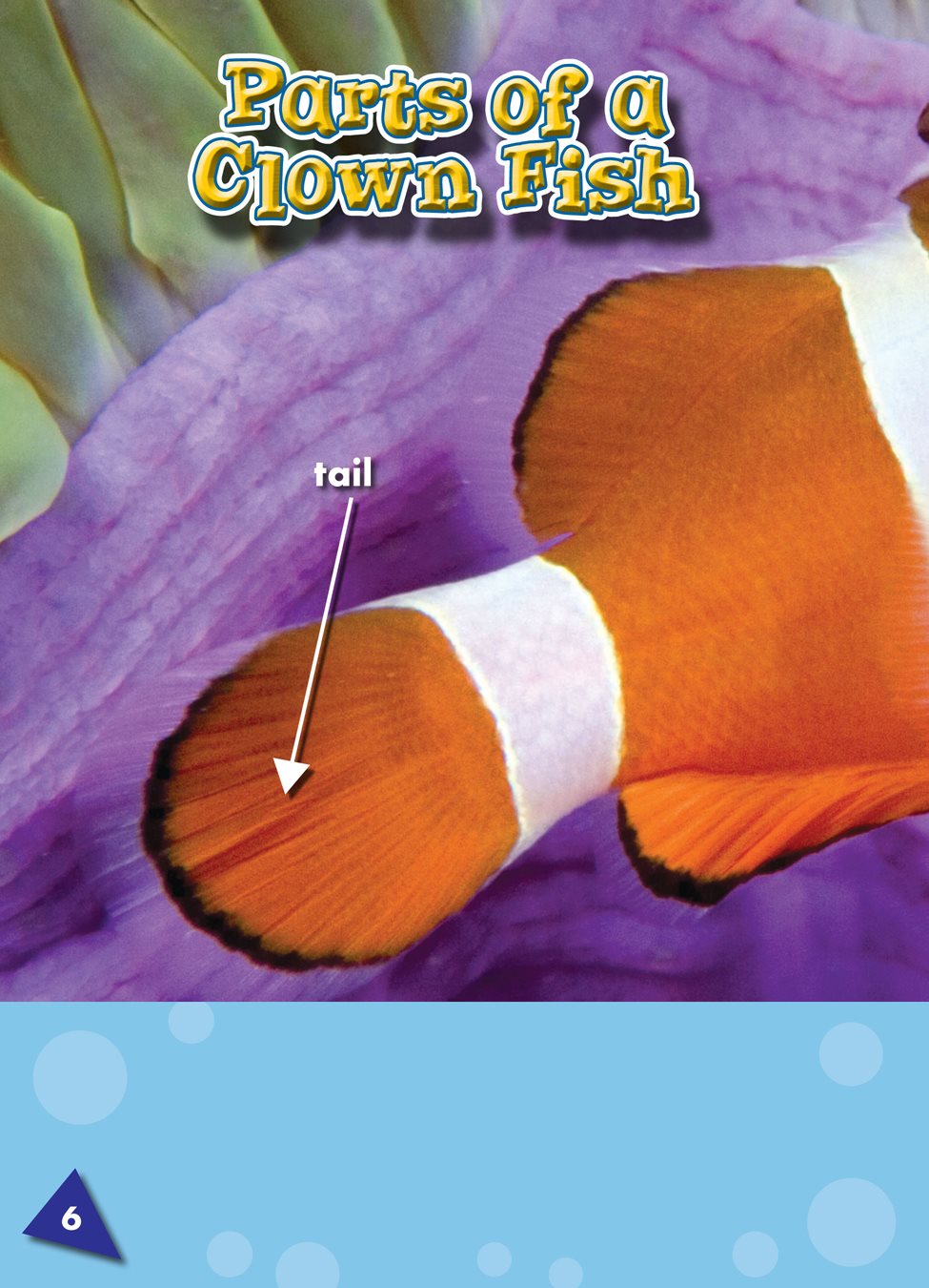 Clown fish have a tail They move their tail back and forth to swim - photo 6