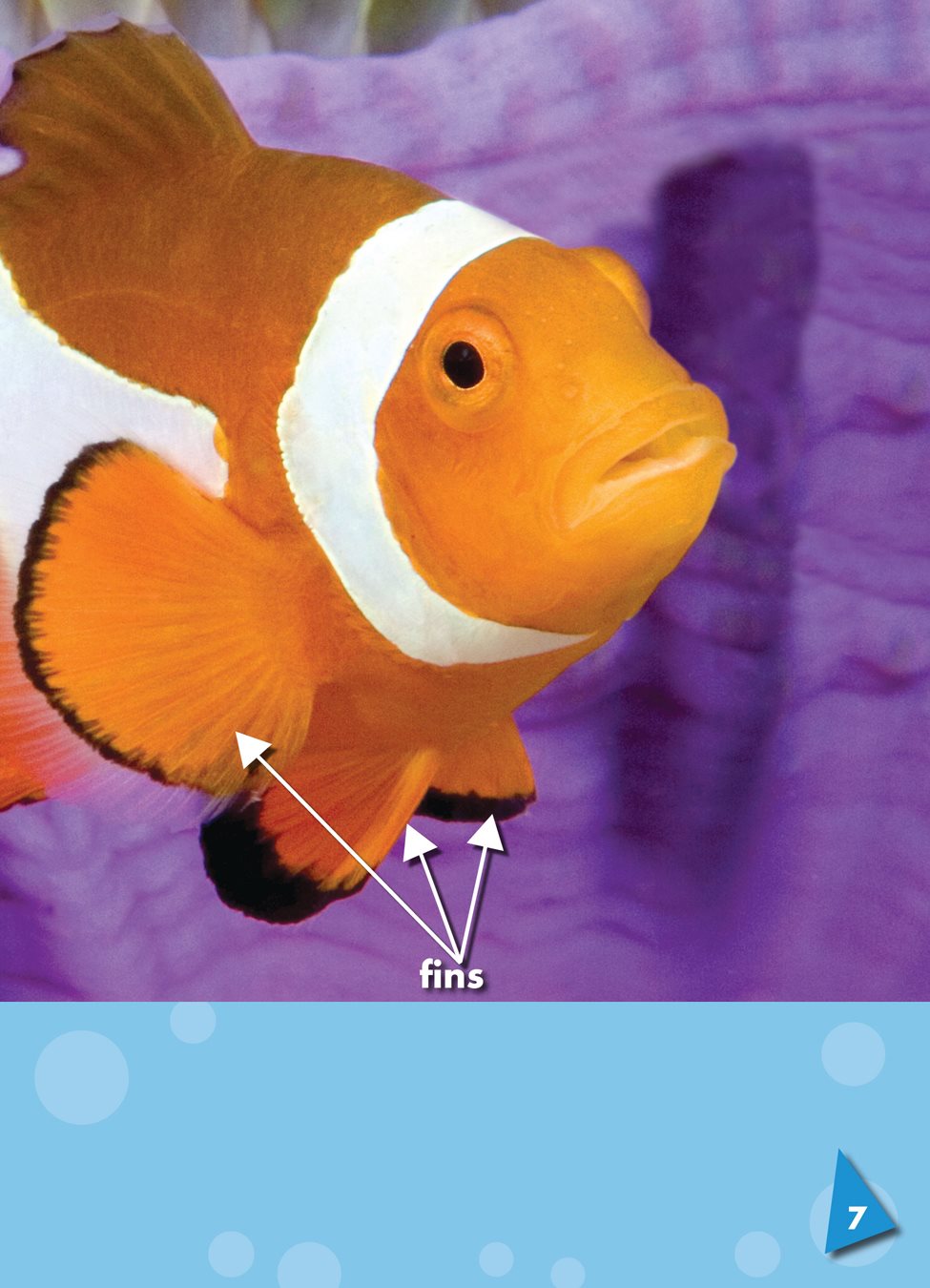 Clown fish have rounded fins flaps on a fishs body used for moving and - photo 7