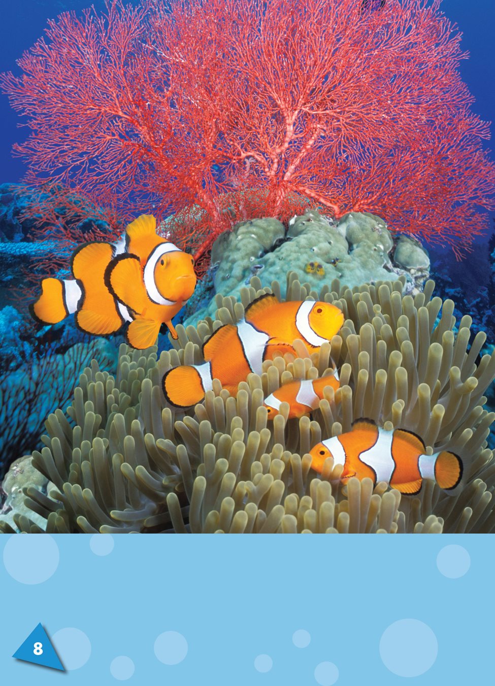 Most clown fish are orange with three white stripes Most clown fish - photo 9