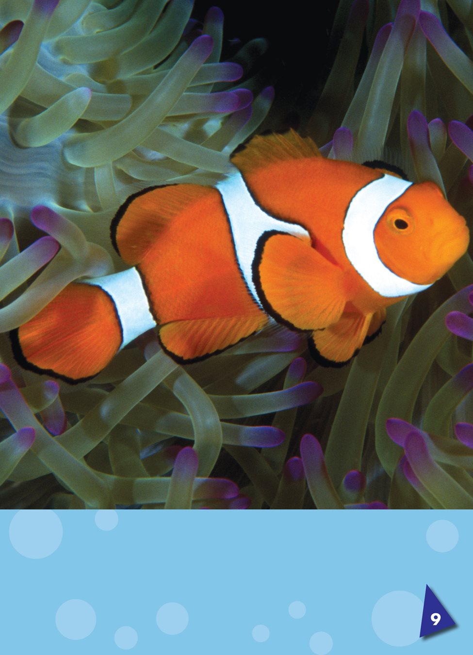 Most clown fish have black tips on their fins and their tail Clown - photo 10