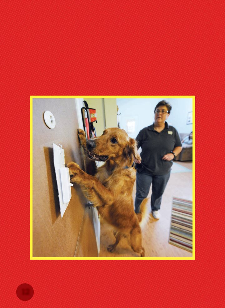 Assistance dogs can be trained to flip a light switch They can also learn - photo 12