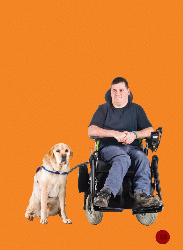 Many people with assistance dogs are in wheelchairs Assistance dogs are - photo 13