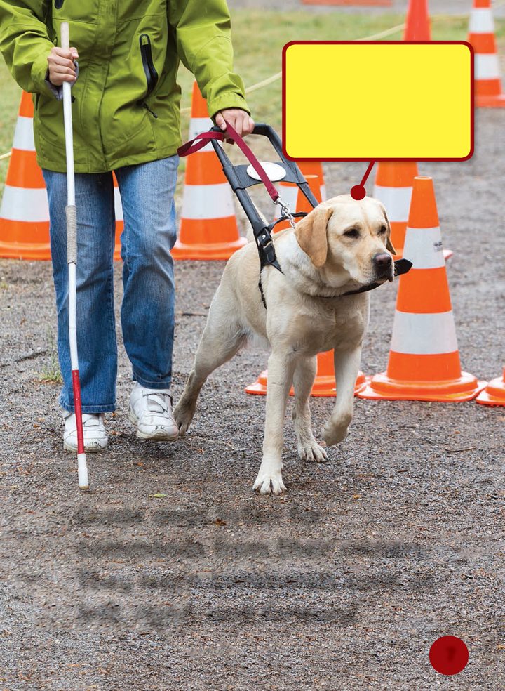 When an owner says steady he or she wants the dog to slow down Guide - photo 7