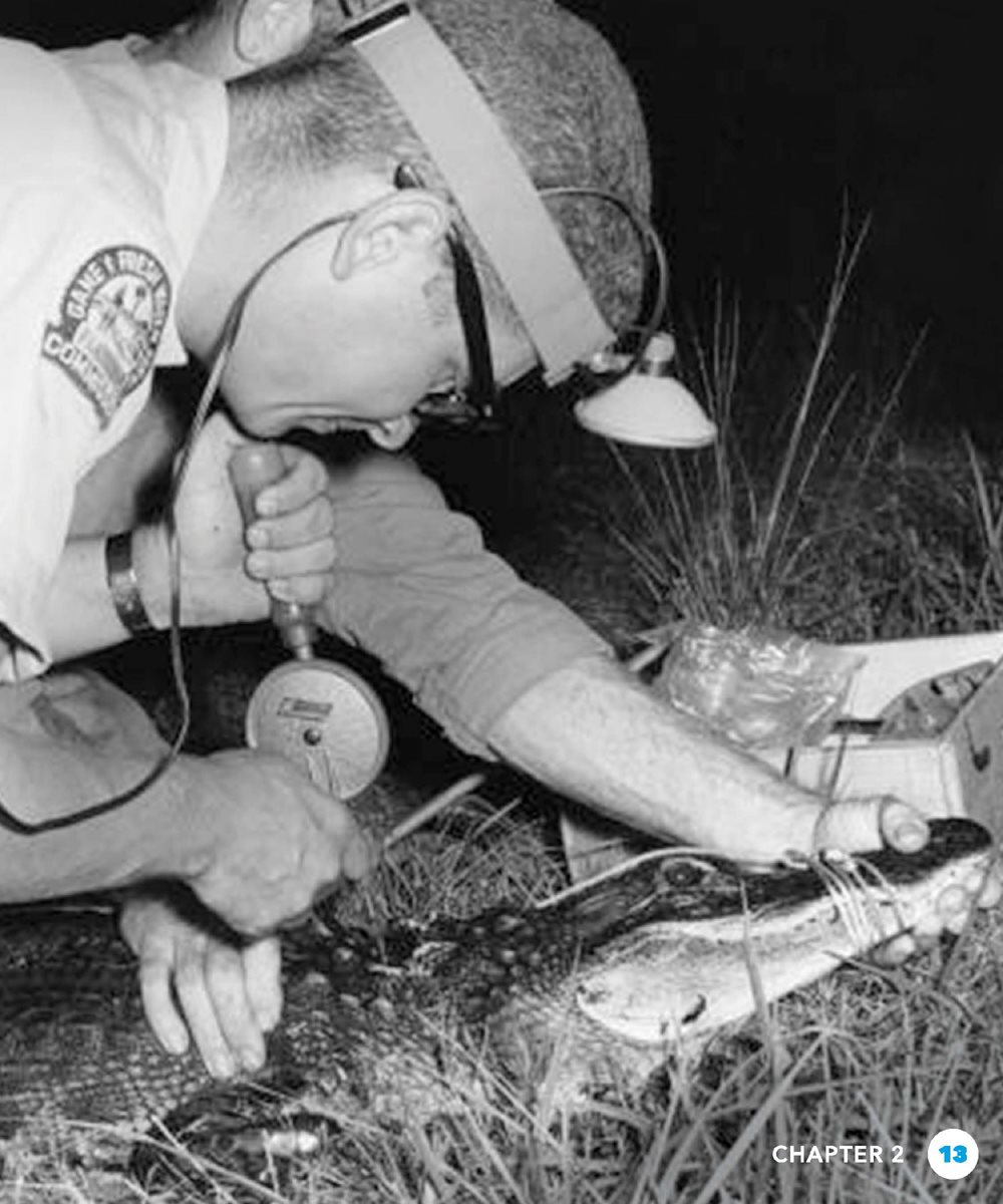 alligator farm In 1979 the alligator was put on the CITES list This - photo 13