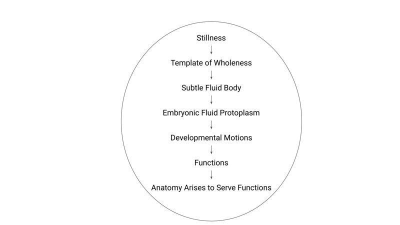 Figure 1 The Unerring Potency of Stillness Makes the Body Orienting to Anatomy - photo 2