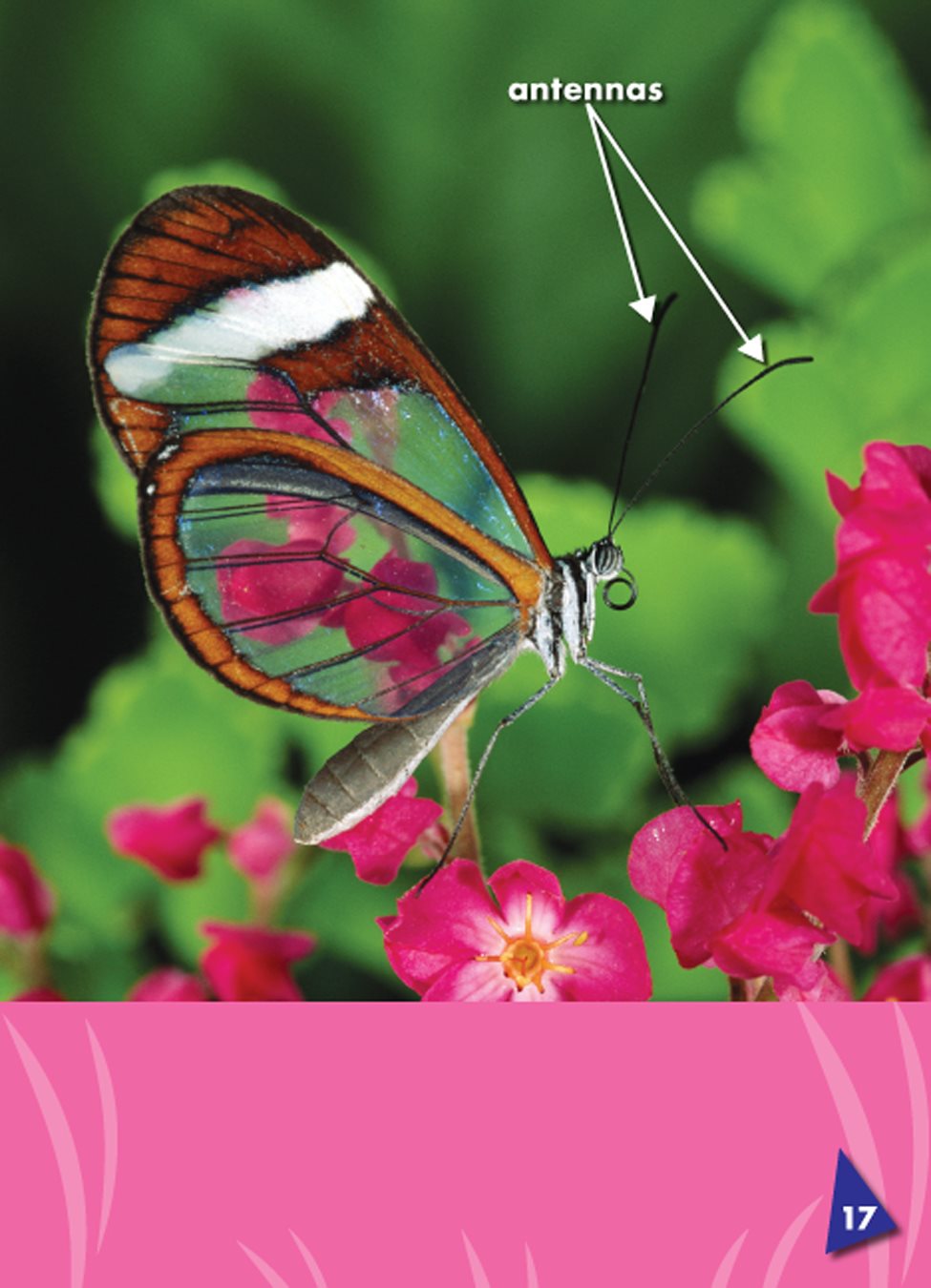 Butterflies use their antennas a pair of long and thin feelers on an insects - photo 23