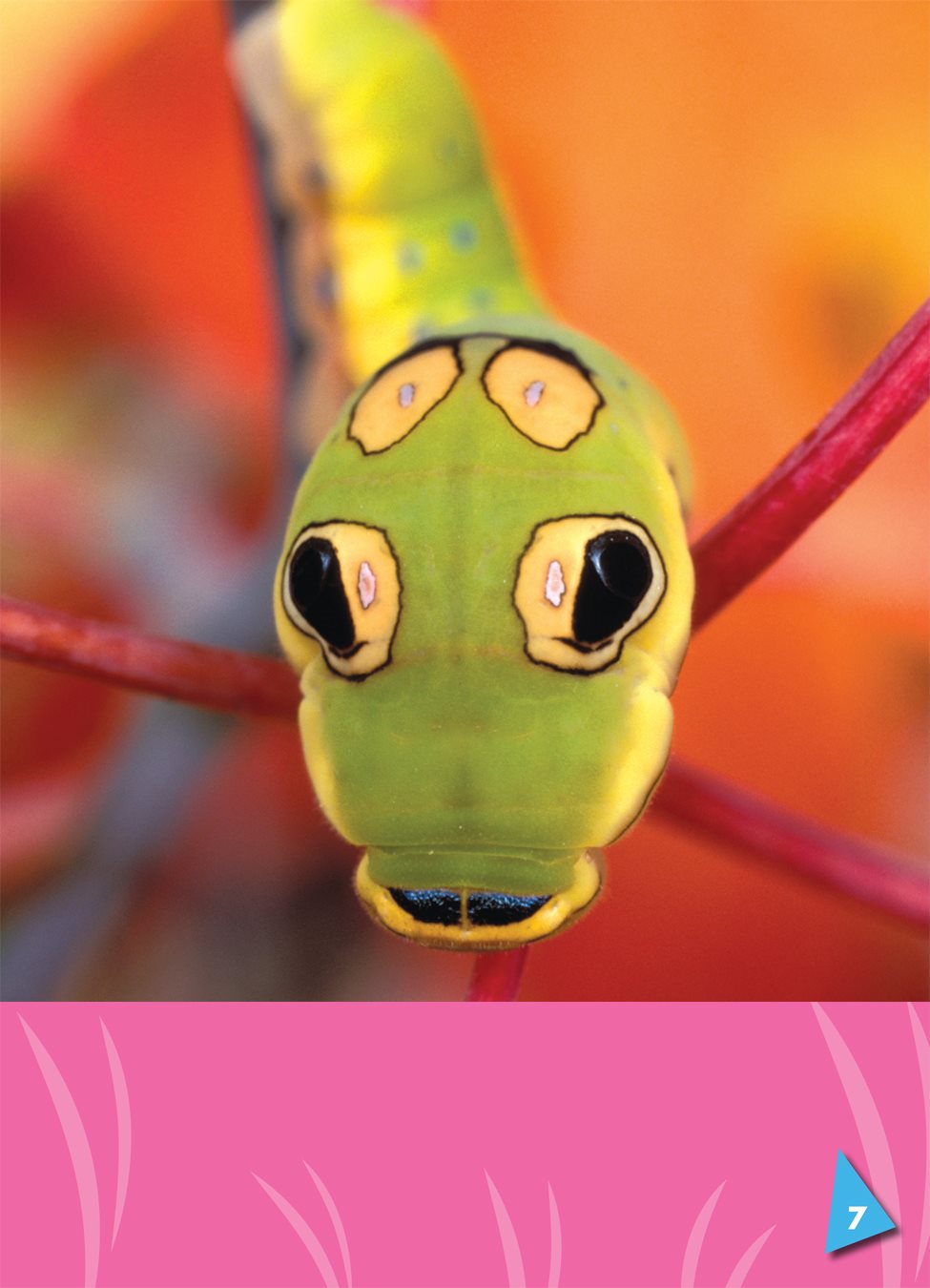 Caterpillars outgrow their skin and shed to take off it many times - photo 8