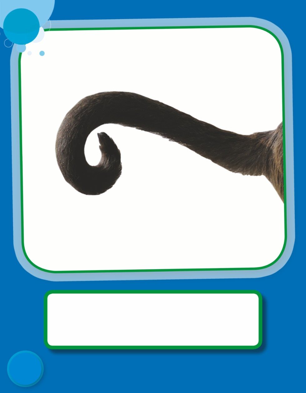 Whose tail is this - photo 3