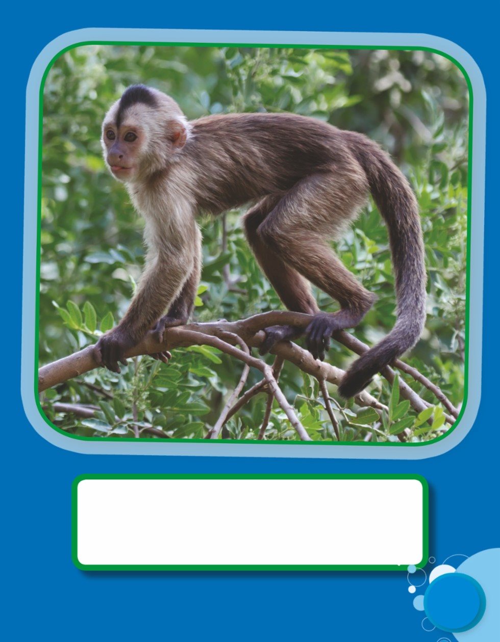 A monkeys tail is long - photo 5