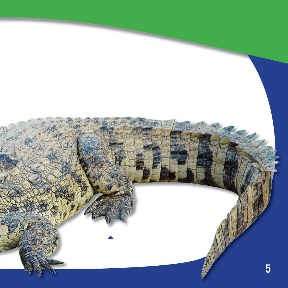 When a crocodile swims it looks like the letter S Its rear legs go straight - photo 7