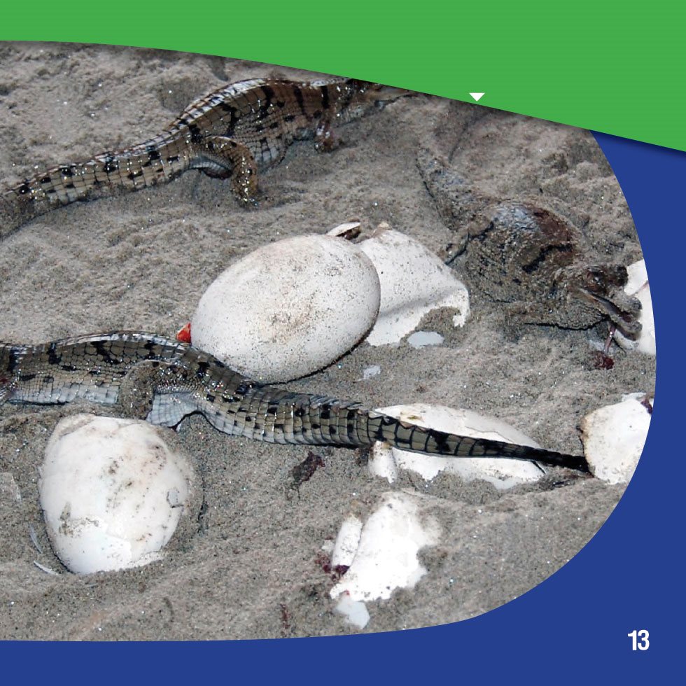 Less than one out of four crocodile eggs hatch in the wild Many are eaten - photo 15